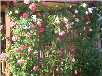 6bb1340a-Picture 244.jpg